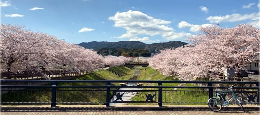 南地区の桜の名所